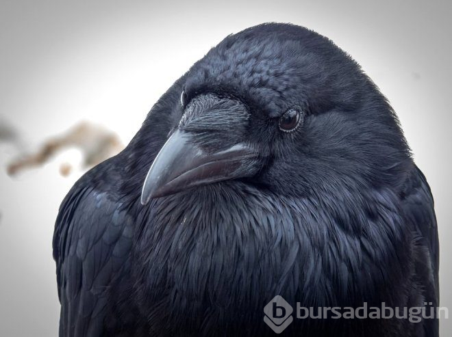 Kargaların, ölen arkadaşları için yaptığını duyan şaşıp kalıyor