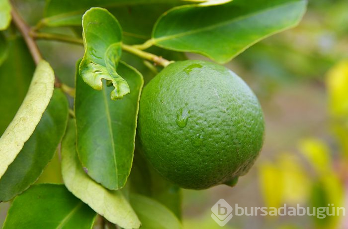 Limon ile lime arasındaki farkı biliyor musunuz? İşte şaşırtan gerçek