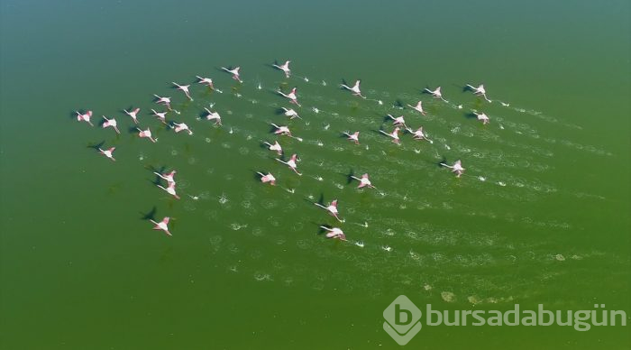 "Akgöl'ün gelini" allı turnalar
