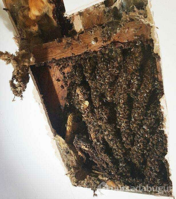 Arılar evi bal peteğine çevirdi
