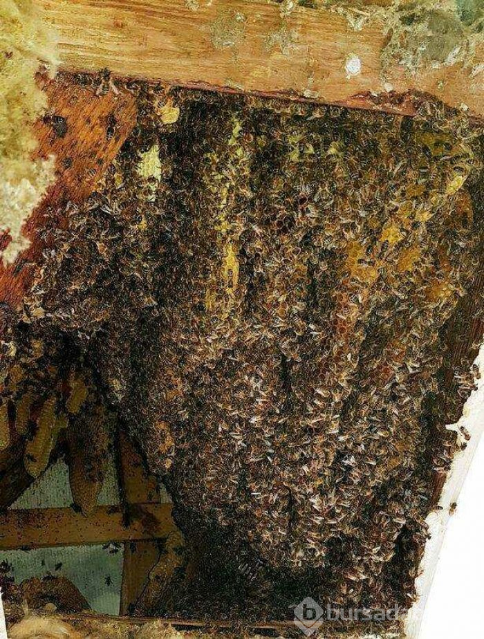 Arılar evi bal peteğine çevirdi
