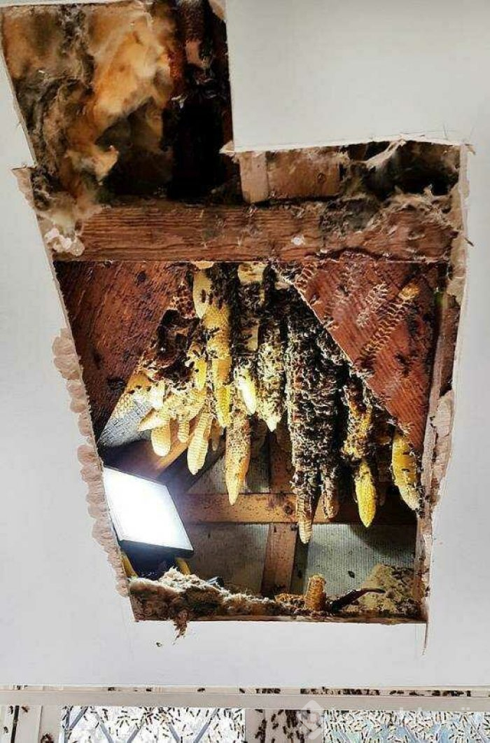 Arılar evi bal peteğine çevirdi
