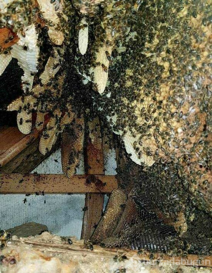 Arılar evi bal peteğine çevirdi
