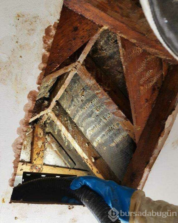 Arılar evi bal peteğine çevirdi
