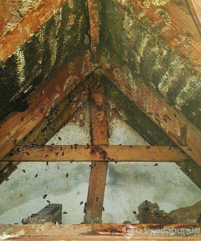 Arılar evi bal peteğine çevirdi

