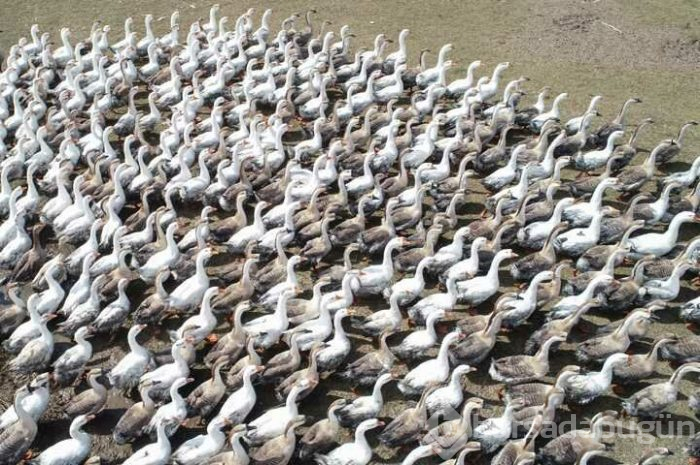 İthal yumurtalarla kaz yetiştirip ihraç ediyorlar
