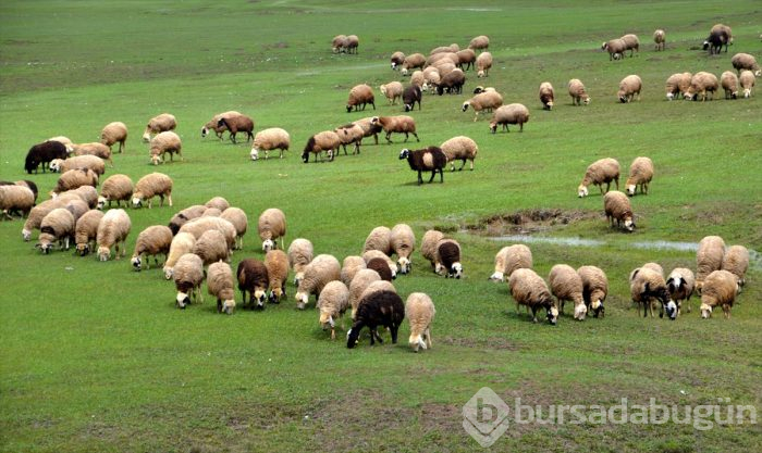 Besicilerin "mera hasreti" sona erdi
