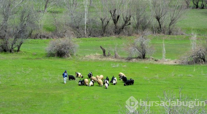 Besicilerin "mera hasreti" sona erdi
