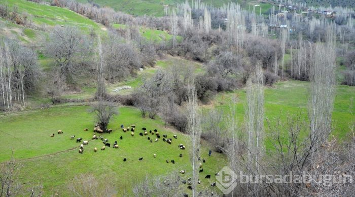 Besicilerin "mera hasreti" sona erdi
