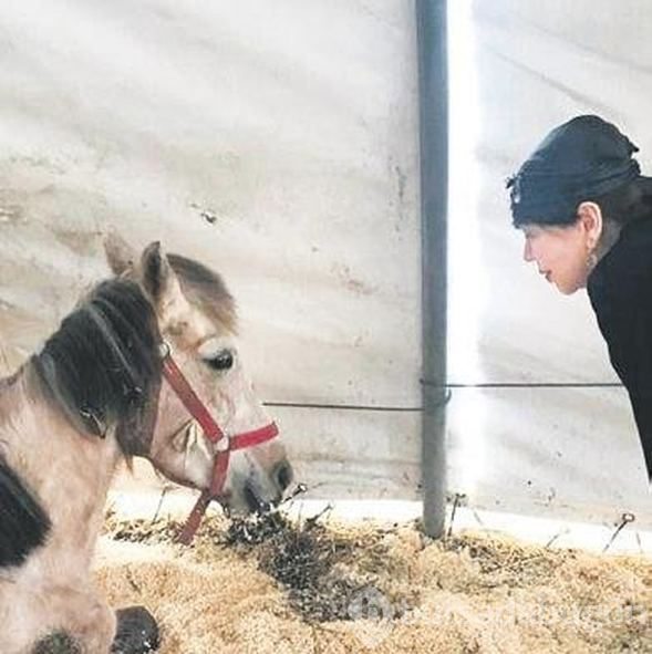  Sezen Aksu, kanser olduğu için ölüme terk edilen bir ata sahip çıktı 