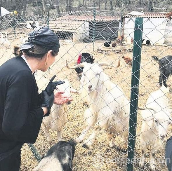  Sezen Aksu, kanser olduğu için ölüme terk edilen bir ata sahip çıktı 