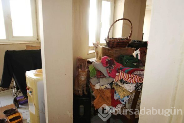 Bir evden 47 kedi, 6 köpek ve 1 kaplumbağa çıktı
