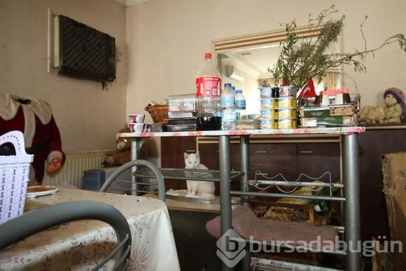Bir evden 47 kedi, 6 köpek ve 1 kaplumbağa çıktı
