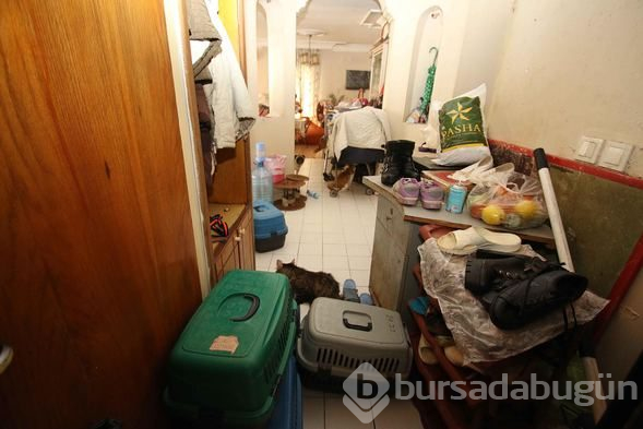 Bir evden 47 kedi, 6 köpek ve 1 kaplumbağa çıktı
