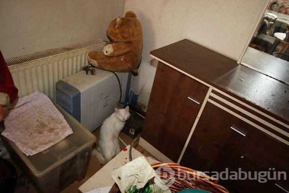 Bir evden 47 kedi, 6 köpek ve 1 kaplumbağa çıktı
