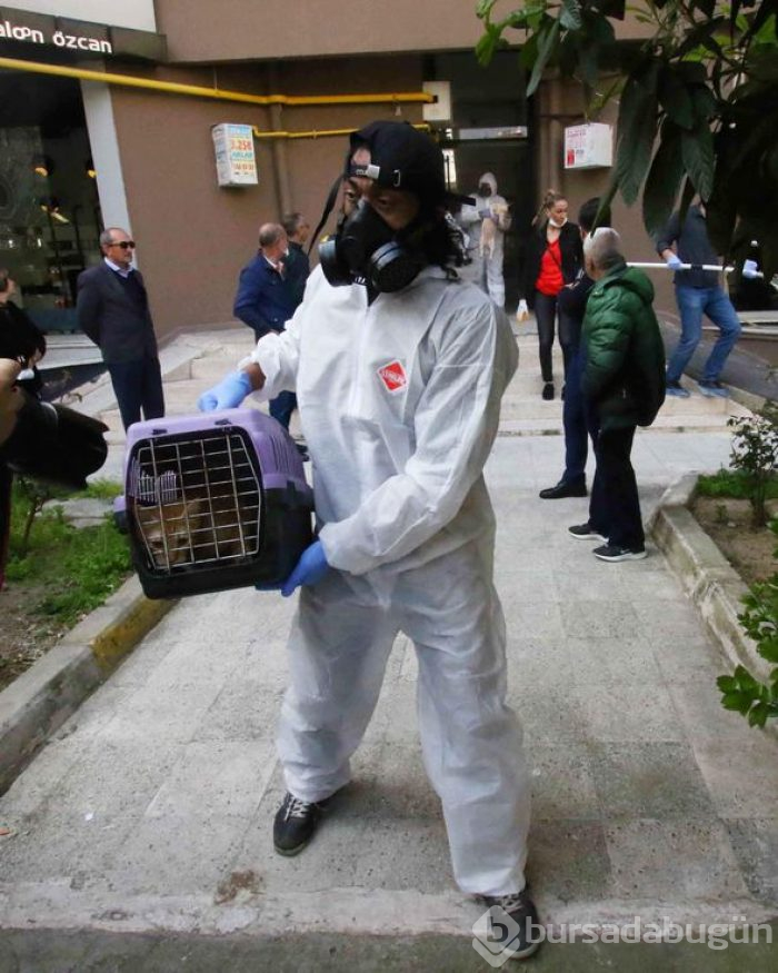 Bir evden 47 kedi, 6 köpek ve 1 kaplumbağa çıktı
