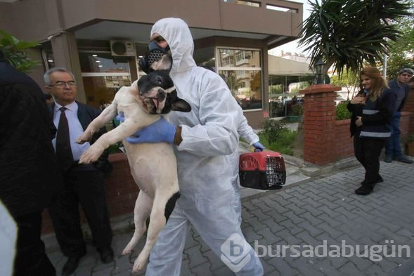 Bir evden 47 kedi, 6 köpek ve 1 kaplumbağa çıktı
