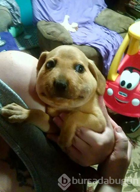 Arılar tarafından sokulan talihsiz köpekler
