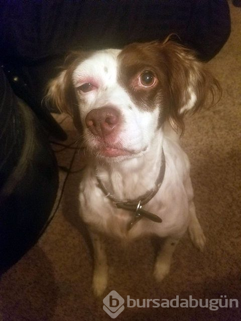 Arılar tarafından sokulan talihsiz köpekler
