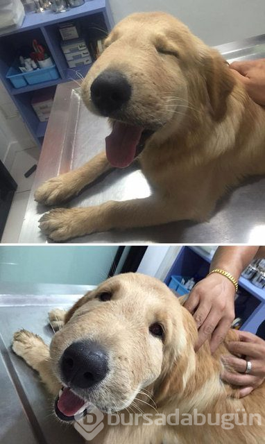 Arılar tarafından sokulan talihsiz köpekler
