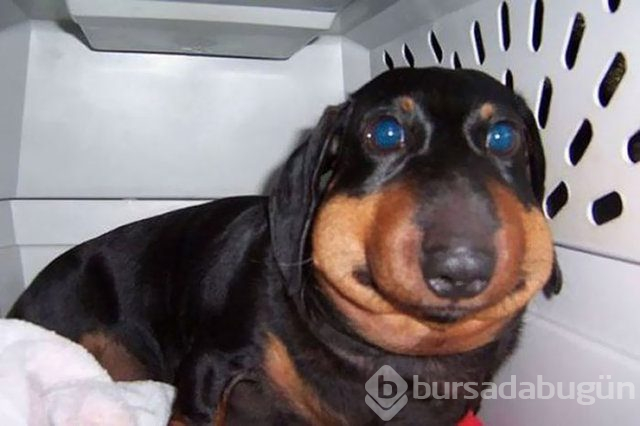 Arılar tarafından sokulan talihsiz köpekler
