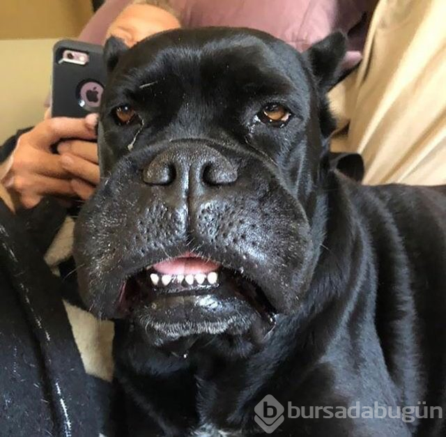 Arılar tarafından sokulan talihsiz köpekler
