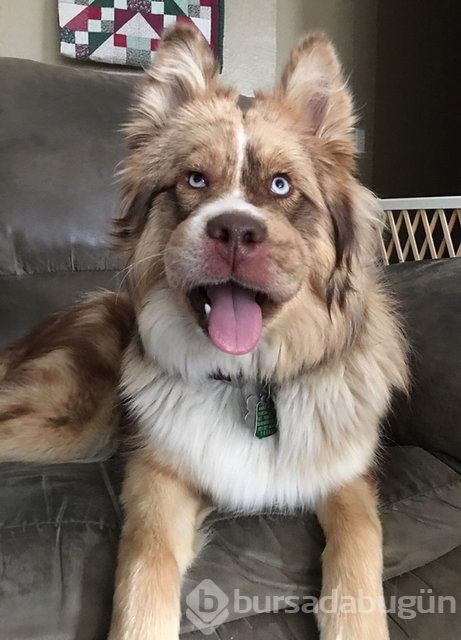 Arılar tarafından sokulan talihsiz köpekler
