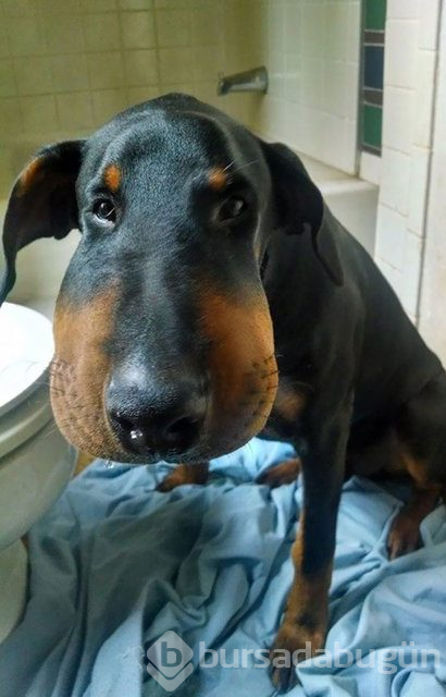 Arılar tarafından sokulan talihsiz köpekler

