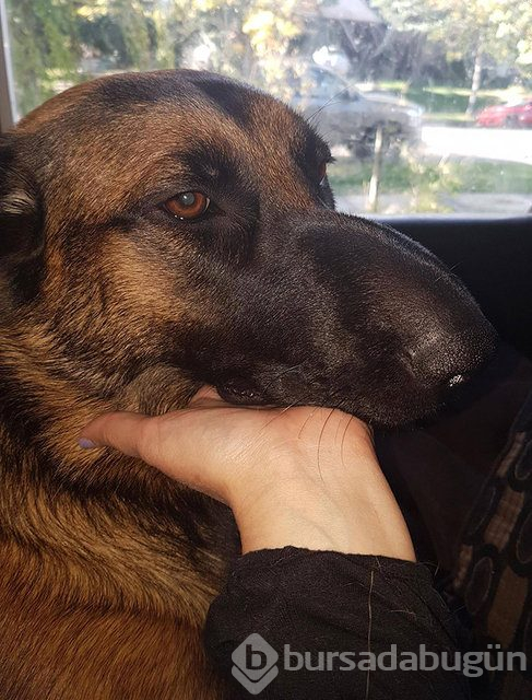 Arılar tarafından sokulan talihsiz köpekler
