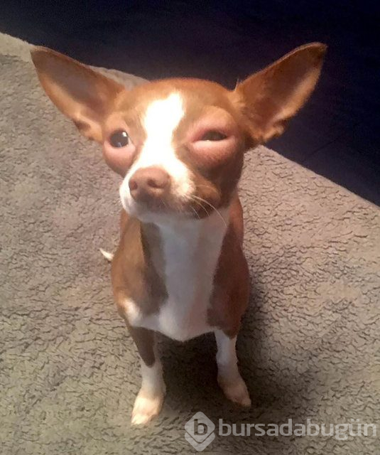 Arılar tarafından sokulan talihsiz köpekler
