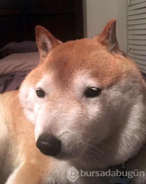 Arılar tarafından sokulan talihsiz köpekler

