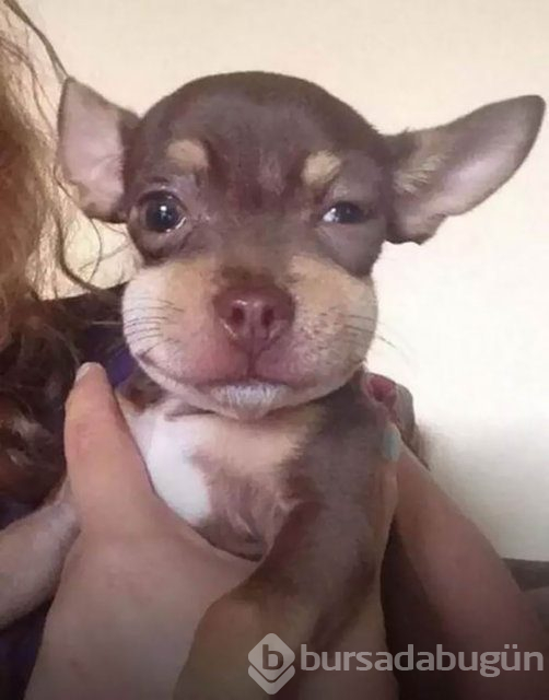 Arılar tarafından sokulan talihsiz köpekler
