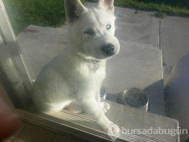 Arılar tarafından sokulan talihsiz köpekler
