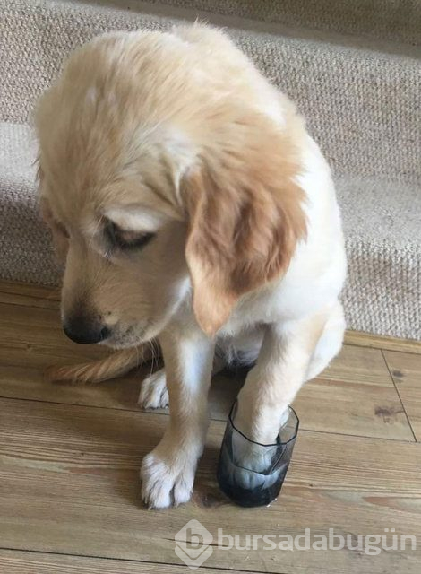 Arılar tarafından sokulan talihsiz köpekler
