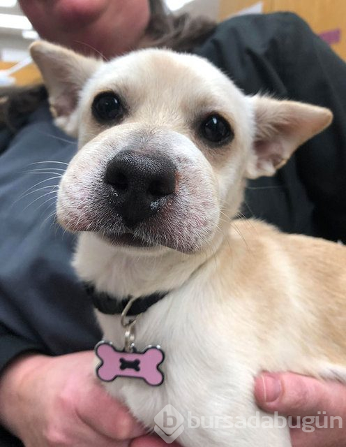 Arılar tarafından sokulan talihsiz köpekler
