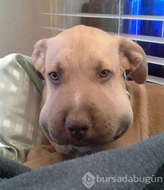 Arılar tarafından sokulan talihsiz köpekler
