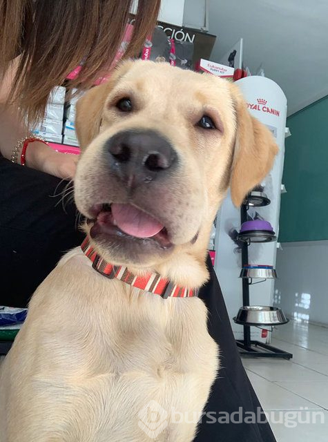 Arılar tarafından sokulan talihsiz köpekler
