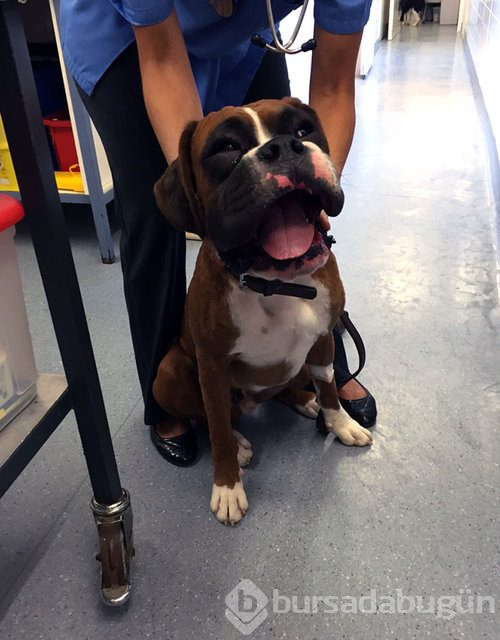 Arılar tarafından sokulan talihsiz köpekler
