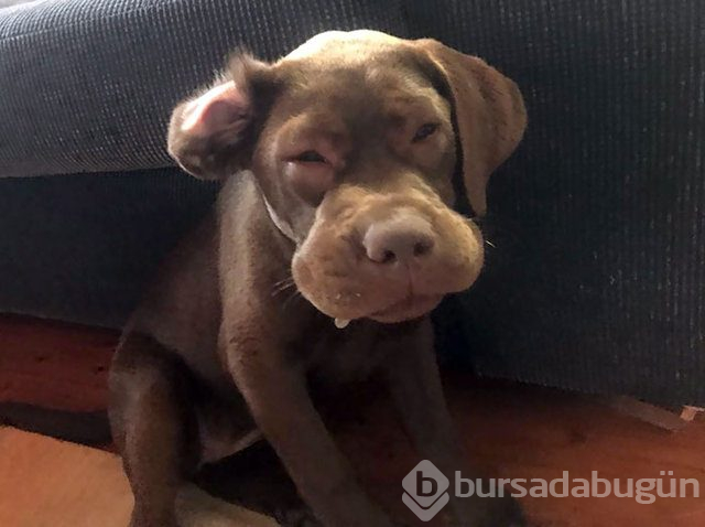 Arılar tarafından sokulan talihsiz köpekler
