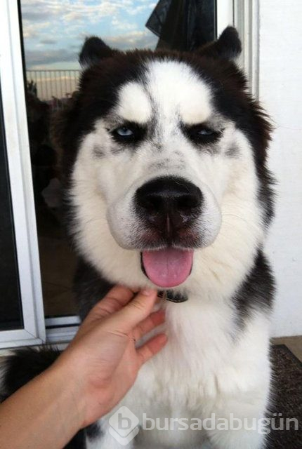 Arılar tarafından sokulan talihsiz köpekler
