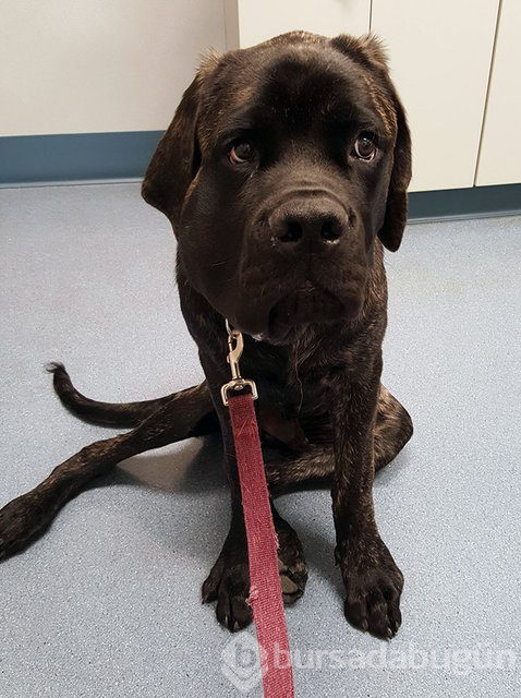Arılar tarafından sokulan talihsiz köpekler
