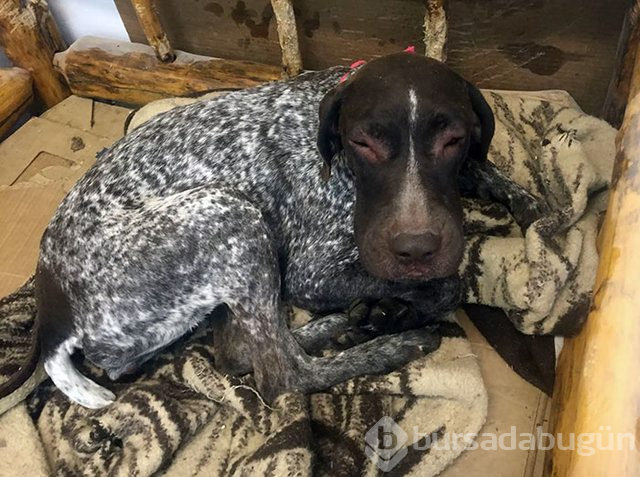 Arılar tarafından sokulan talihsiz köpekler
