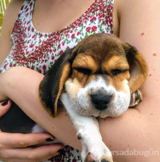 Arılar tarafından sokulan talihsiz köpekler
