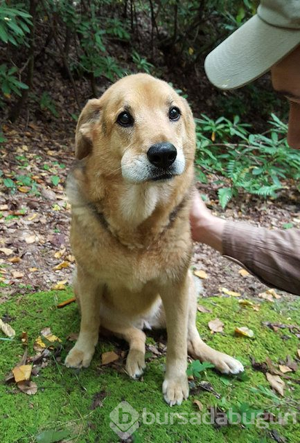 Arılar tarafından sokulan talihsiz köpekler
