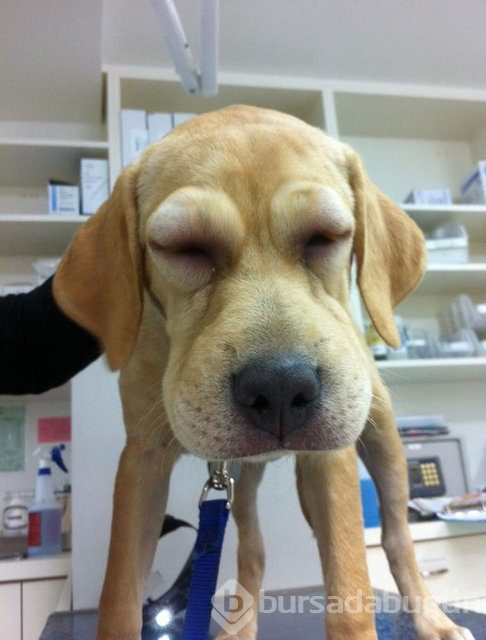 Arılar tarafından sokulan talihsiz köpekler
