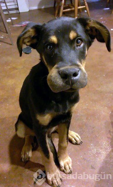 Arılar tarafından sokulan talihsiz köpekler
