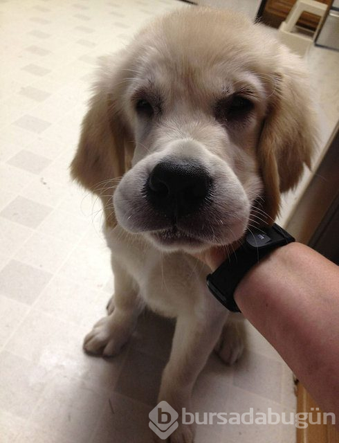 Arılar tarafından sokulan talihsiz köpekler
