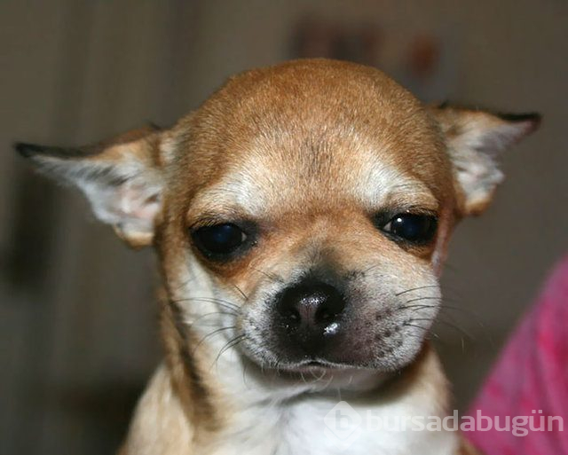 Arılar tarafından sokulan talihsiz köpekler
