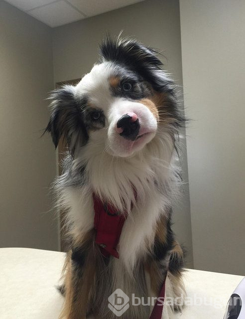 Arılar tarafından sokulan talihsiz köpekler
