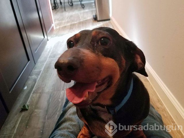 Arılar tarafından sokulan talihsiz köpekler
